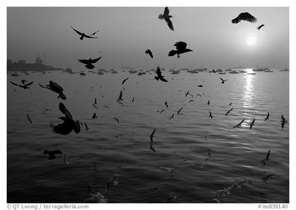 Multitude of birds flying in front of sunrise over harbor. Mumbai, Maharashtra, India (black and white)