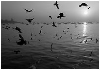 Multitude of birds flying in front of sunrise over harbor. Mumbai, Maharashtra, India (black and white)