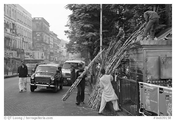 Men loading sugar cane on a street booth. Mumbai, Maharashtra, India (black and white)