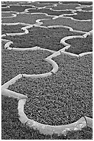 Geometric designs in Anguri Bagh garden, Agra Fort. Agra, Uttar Pradesh, India ( black and white)