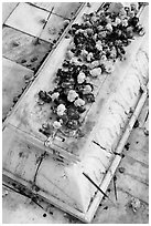 Flowers on tomb, Dargah mosque. Fatehpur Sikri, Uttar Pradesh, India (black and white)