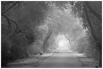 Misty path at down, Keoladeo Ghana National Park. Bharatpur, Rajasthan, India (black and white)