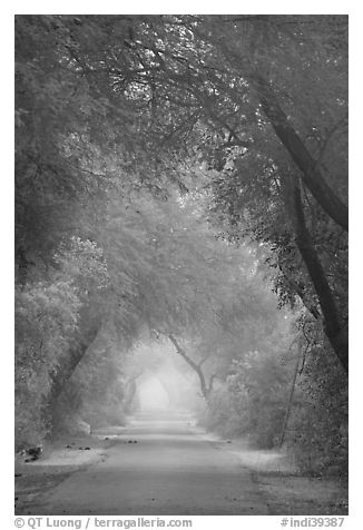 Main path in the dawn mist, Keoladeo Ghana National Park. Bharatpur, Rajasthan, India