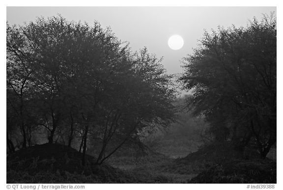 Trees at sunrise, Keoladeo Ghana National Park. Bharatpur, Rajasthan, India