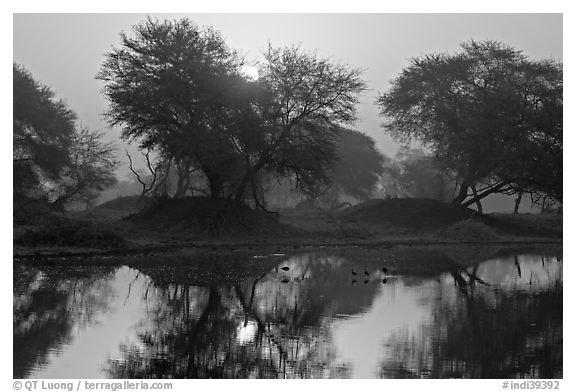 Pond at sunrise, Keoladeo Ghana National Park. Bharatpur, Rajasthan, India (black and white)