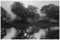 Pictures of Keoladeo Ghana, Bharatpur