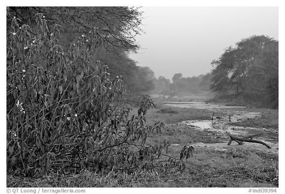 Wetlands at dawn, Keoladeo Ghana National Park. Bharatpur, Rajasthan, India (black and white)