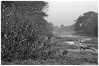 Wetlands at dawn, Keoladeo Ghana National Park. Bharatpur, Rajasthan, India (black and white)