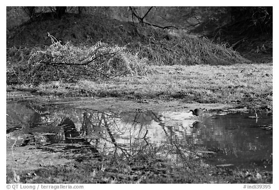 Pond and bird, Keoladeo Ghana National Park. Bharatpur, Rajasthan, India (black and white)