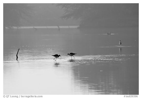 Wadding birds in pond, Keoladeo Ghana National Park. Bharatpur, Rajasthan, India