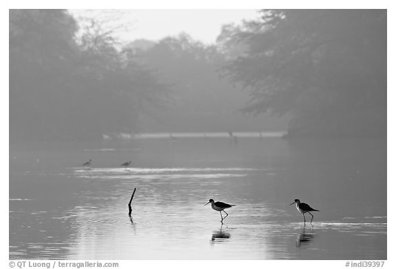 Pond with wadding birds, Keoladeo Ghana National Park. Bharatpur, Rajasthan, India (black and white)