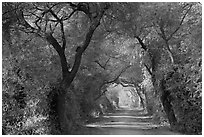 Path through tree tunnel, Keoladeo Ghana National Park. Bharatpur, Rajasthan, India ( black and white)
