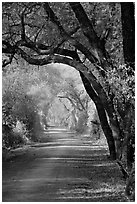 Path and tree tunnel, Keoladeo Ghana National Park. Bharatpur, Rajasthan, India ( black and white)
