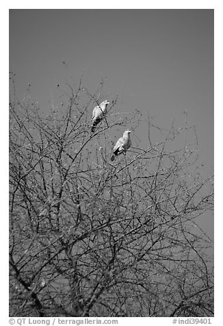 Yellow pigeons, Keoladeo Ghana National Park. Bharatpur, Rajasthan, India