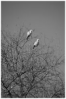 Yellow pigeons, Keoladeo Ghana National Park. Bharatpur, Rajasthan, India (black and white)