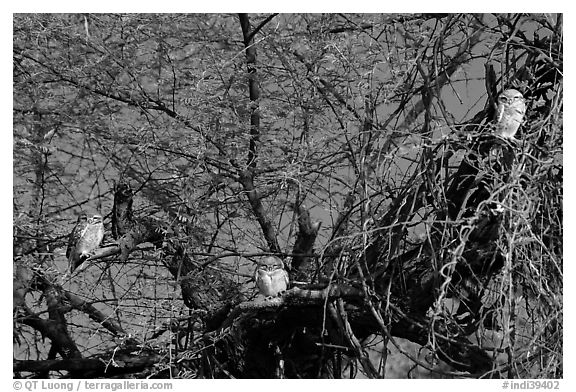 Owls perched in tree, Keoladeo Ghana National Park. Bharatpur, Rajasthan, India