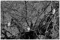 Owls perched in tree, Keoladeo Ghana National Park. Bharatpur, Rajasthan, India (black and white)