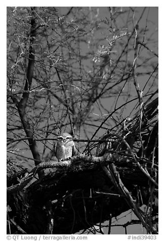 Owl perched in tree, Keoladeo Ghana National Park. Bharatpur, Rajasthan, India