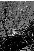 Owl perched in tree, Keoladeo Ghana National Park. Bharatpur, Rajasthan, India (black and white)