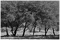 Trees, Keoladeo Ghana National Park. Bharatpur, Rajasthan, India (black and white)