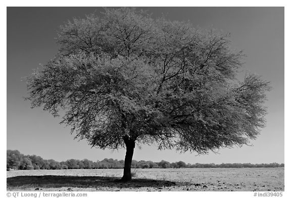 Isolated tree in open grassland, Keoladeo Ghana National Park. Bharatpur, Rajasthan, India (black and white)