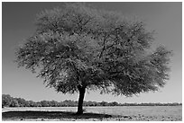 Isolated tree in open grassland, Keoladeo Ghana National Park. Bharatpur, Rajasthan, India (black and white)