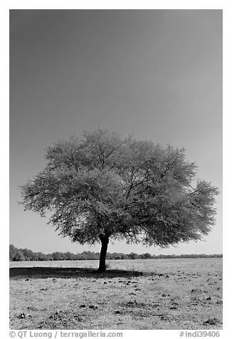 Isolated tree, Keoladeo Ghana National Park. Bharatpur, Rajasthan, India (black and white)