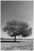 Isolated tree, Keoladeo Ghana National Park. Bharatpur, Rajasthan, India ( black and white)