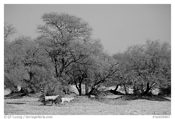 Animals and trees, Keoladeo Ghana National Park. Bharatpur, Rajasthan, India (black and white)