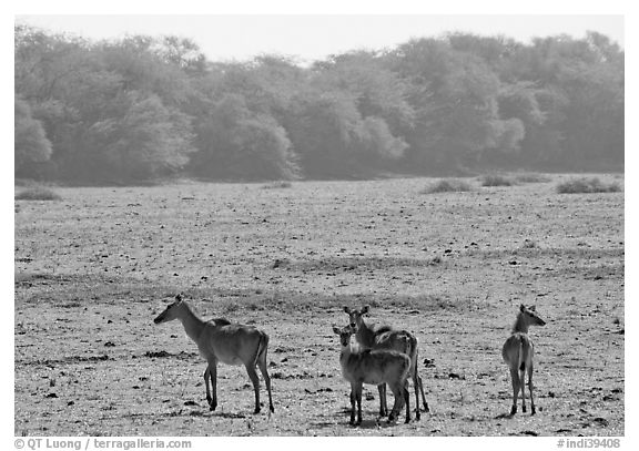 Dear in open meadow, Keoladeo Ghana National Park. Bharatpur, Rajasthan, India (black and white)