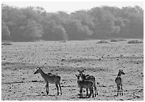 Dear in open meadow, Keoladeo Ghana National Park. Bharatpur, Rajasthan, India ( black and white)