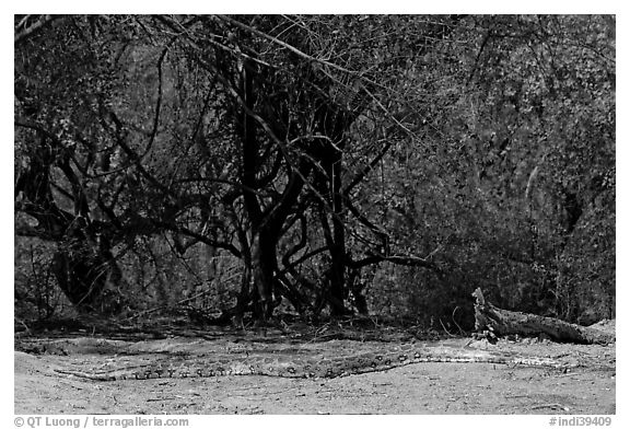 Python, Keoladeo Ghana National Park. Bharatpur, Rajasthan, India