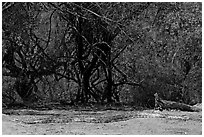 Python, Keoladeo Ghana National Park. Bharatpur, Rajasthan, India (black and white)