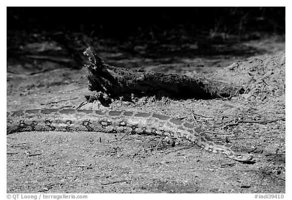 Python snake, Keoladeo Ghana National Park. Bharatpur, Rajasthan, India (black and white)