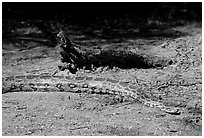 Python snake, Keoladeo Ghana National Park. Bharatpur, Rajasthan, India (black and white)
