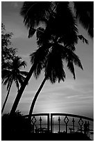 Palm trees and fence at sunrise. Goa, India (black and white)