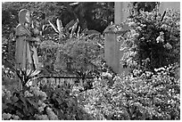 Flowers in yard of Convent of St Monica , Old Goa. Goa, India (black and white)