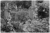 Flowers in yard of Convent of St Monica , Old Goa. Goa, India ( black and white)