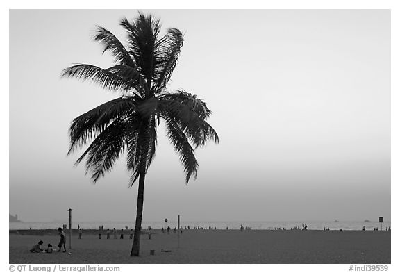 Coconut tree on Miramar Beach, sunset. Goa, India