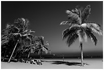 People sitting on bench below palm trees at twilight, Miramar Beach. Goa, India ( black and white)