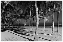 Palm trees and Miramar Beach at twilight. Goa, India (black and white)