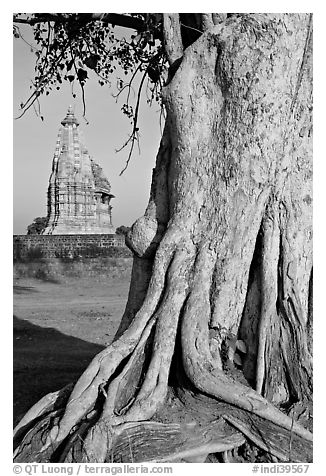 Tree and Javari Temple, Eastern Group. Khajuraho, Madhya Pradesh, India (black and white)