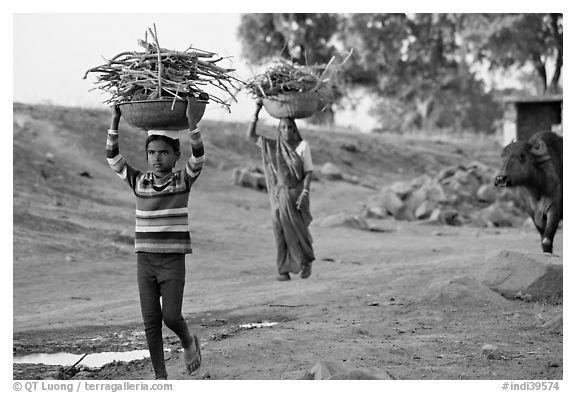 Villagers gathering wood. Khajuraho, Madhya Pradesh, India