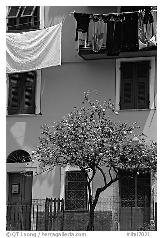 Green house facade with tree and hanging laundry, Riomaggiore. Cinque Terre, Liguria, Italy (black and white)