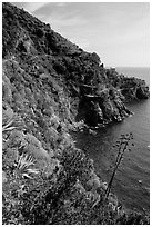 Coastline and cliffs along the Via dell'Amore (Lover's Lane), near Manarola. Cinque Terre, Liguria, Italy (black and white)
