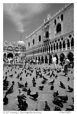 Pigeons, Palazzo Ducale, Basilica San Marco. Venice, Veneto, Italy