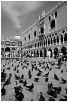 Pigeons, Palazzo Ducale, Basilica San Marco. Venice, Veneto, Italy (black and white)