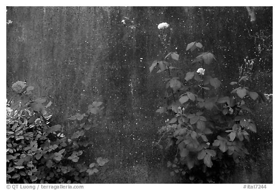 Roses and wall. San Gimignano, Tuscany, Italy (black and white)