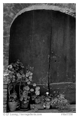 Old wooden door and flowers. San Gimignano, Tuscany, Italy (black and white)