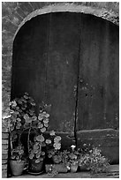 Old wooden door and flowers. San Gimignano, Tuscany, Italy ( black and white)